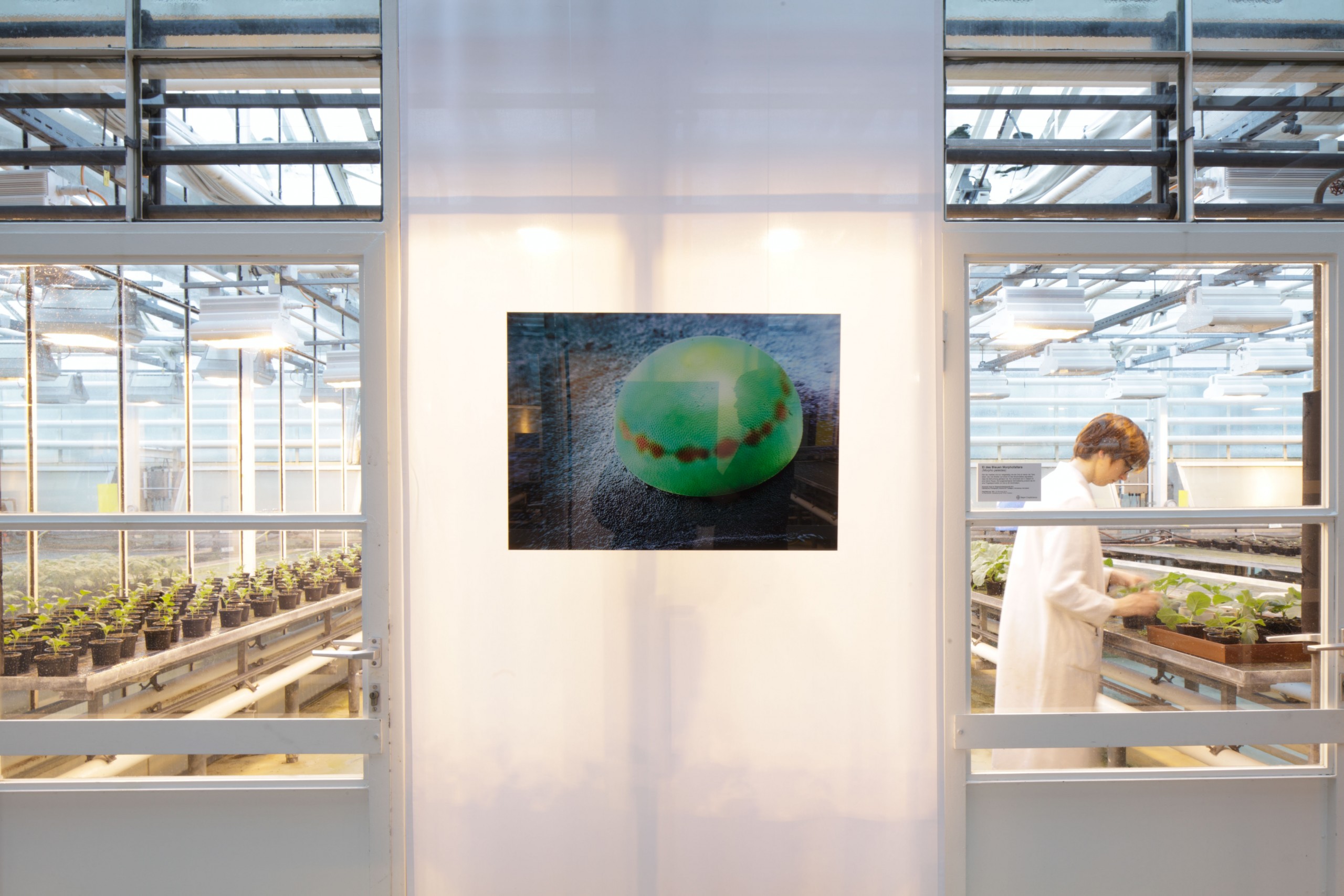 Bayer Crop Science – Ausstellung „Die Mustermacher der Natur“